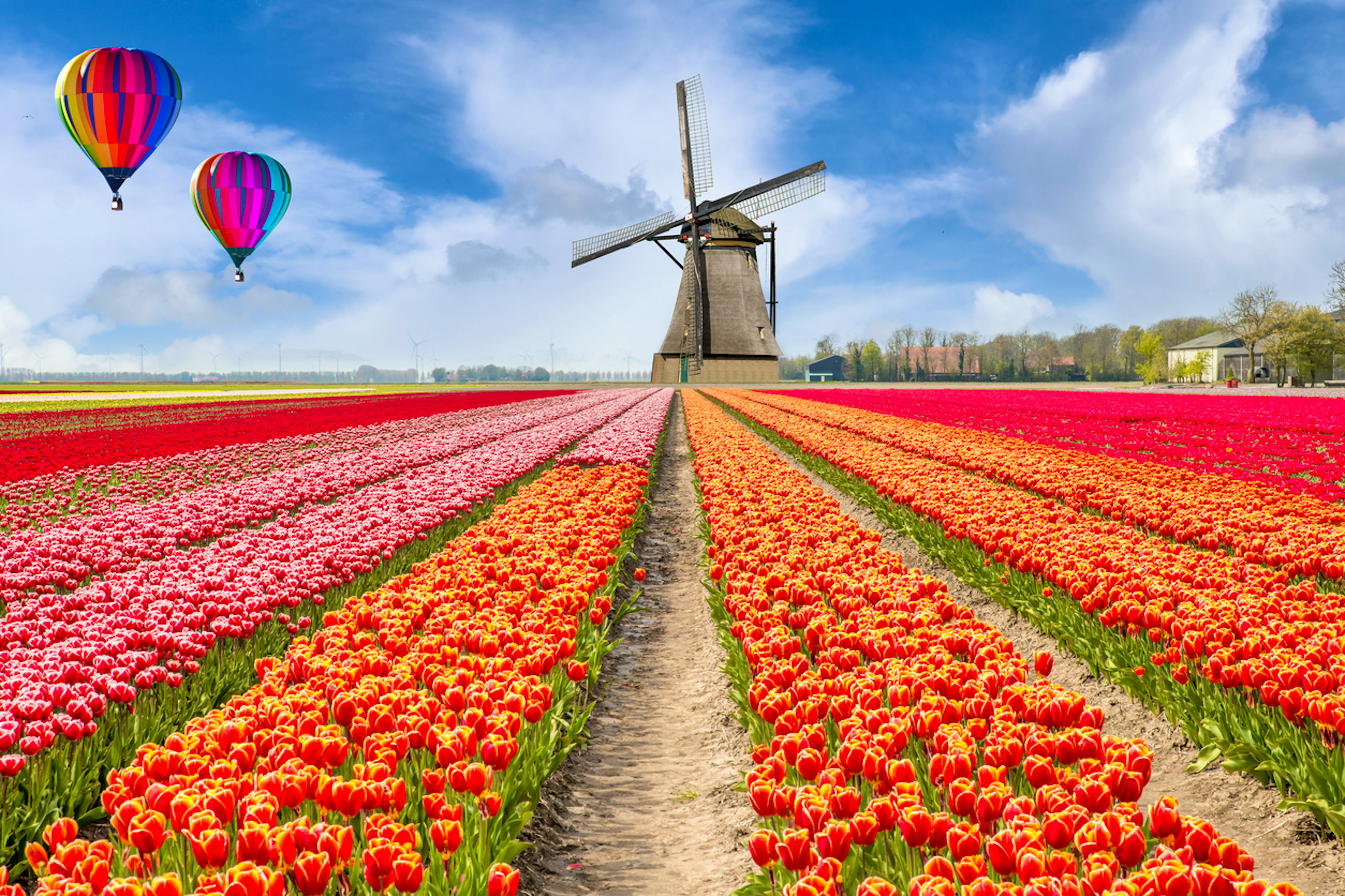 Daytrips around Amsterdam; canals, tulips, bikes and windmills! itinari